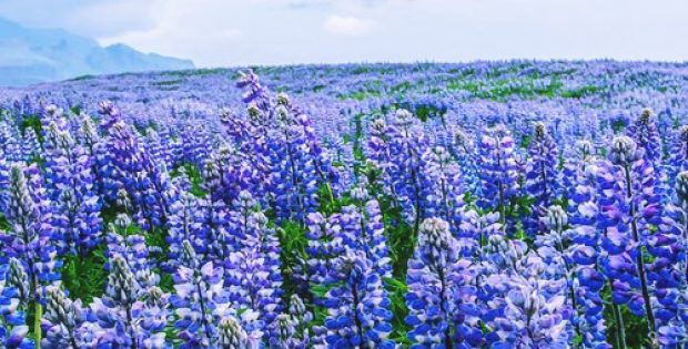 lupin establish production export hub