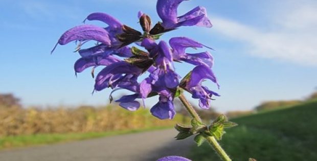 Elo Life Systems ties up with Avoca LLC to produce Clary Sage plants